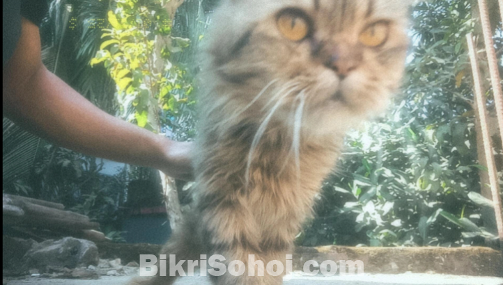 Persian cat